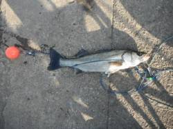 泉大津リアルタイム（30日・朝）