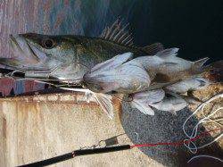 北公園ＲＴ、ハネセイゴ激熱の７匹！