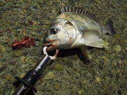 【浜寺運河】チヌ調査