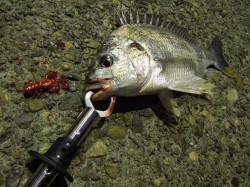 【浜寺運河】チヌ調査