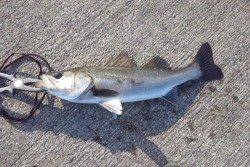 【エビ撒きハネ】芦屋のエビ撒き情報