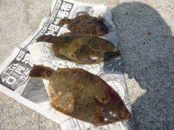 【花見カレイだ！！アジュール舞子偏】