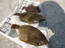 【花見カレイだ！！アジュール舞子偏】