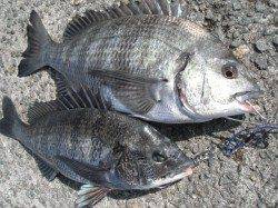 和田防の最新情報など