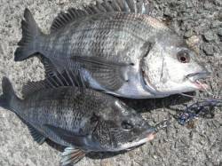 和田防の最新情報など