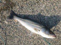 泉佐野食コン リアルタイム♪