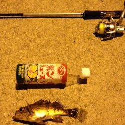 垂水漁港でウキ釣り、青イソメをエサに連続でＨＩＴ！