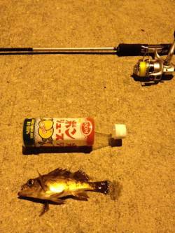 垂水漁港でウキ釣り、青イソメをエサに連続で…
