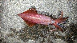 串本港 エギングでアオリ&アカイカ等 周りはアジの釣果も☆