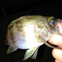 江井ヶ島でのメバリング、今後状況に期待