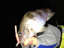 江井ヶ島でメバリング、29日は渋かったようです