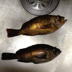 垂水漁港でウキ釣り、青イソメをエサに連続でＨＩＴ！