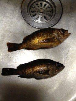 垂水漁港でウキ釣り、青イソメをエサに連続でＨＩＴ！