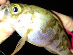 江井ヶ島でのメバリング、今後状況に期待