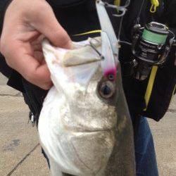 岸和田シーバスゲーム、鉄板系のルアーでゲット！