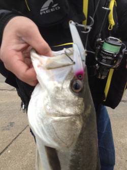 岸和田シーバスゲーム、鉄板系のルアーでゲッ…