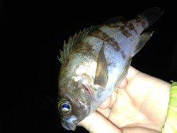 江井ヶ島でメバリング、29日は渋かったようです