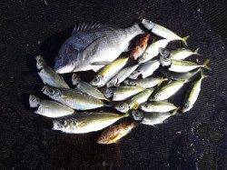 シモツピアーランド カゴ釣りでアジ〜27cm＆チヌ40cm