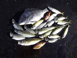 シモツピアーランド カゴ釣りでアジ〜27c…