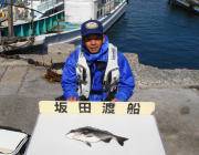 黒島の磯 フカセでチヌ43cm