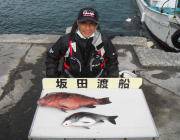 黒島の磯オキアミフカセ釣果、カンダイも揚がっています