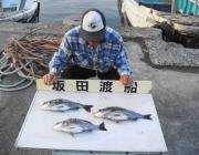 黒島の筏でチヌ釣り、エサはオキアミです