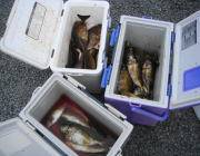 黒島の磯 3人でアイゴ60匹