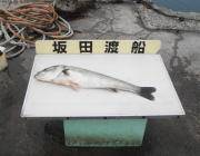 黒島の磯 ルアーでスズキ75cm！