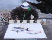 黒島の筏 チヌ＆マダイ釣果