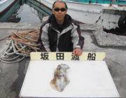 1.5kgのアオリイカ★黒島の磯でヤエン★…