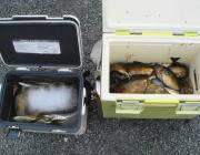 酒粕でアイゴ、大漁♪ in 黒島の磯