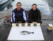 黒島の筏でチヌ釣り、ナイスサイズです♪