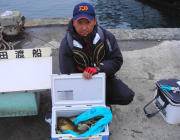 黒島の磯 アイゴ２５～４０ｃｍ50匹の釣果…