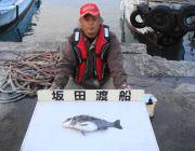 黒島の筏 ボケ使用でチヌ45cm