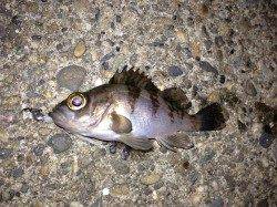 兵突メバリング、活性が高く数釣りが楽しめました