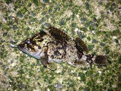 兵突メバリング、活性が高く数釣りが楽しめました