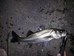 大阪南港 ソフトルアーにシーバスHIT！