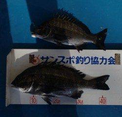 小橋の磯 フカセでチヌ35.5〜43.4cm