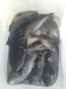 波も風もきつい中グレ、イサギゲット！