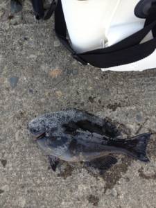 串本の磯 フカセでグレ30cm後半サイズ