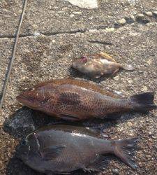 沖の赤島、グレにカワハギ、アズキマスもゲット！！