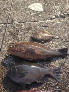 沖の赤島、グレにカワハギ、アズキマスもゲッ…