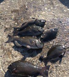 フカセチヌ釣果、本日は数釣れています♪