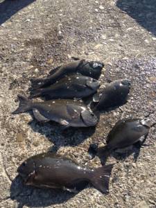 フカセチヌ釣果、本日は数釣れています♪