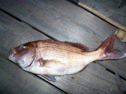 筏でマダイ48cm！神谷筏釣果