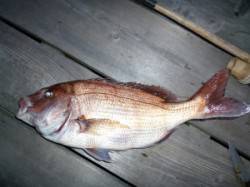 筏でマダイ48cm！神谷筏釣果