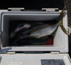 大島排水口でヒラマサ、グレ、チヌ！