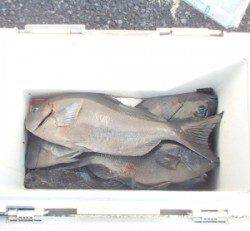 大島排水口でヒラマサ、グレ、チヌ！