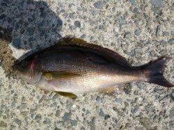 神谷漁港 カゴ釣りでイサギ34cm