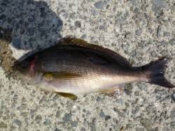 神谷漁港 カゴ釣りでイサギ34cm